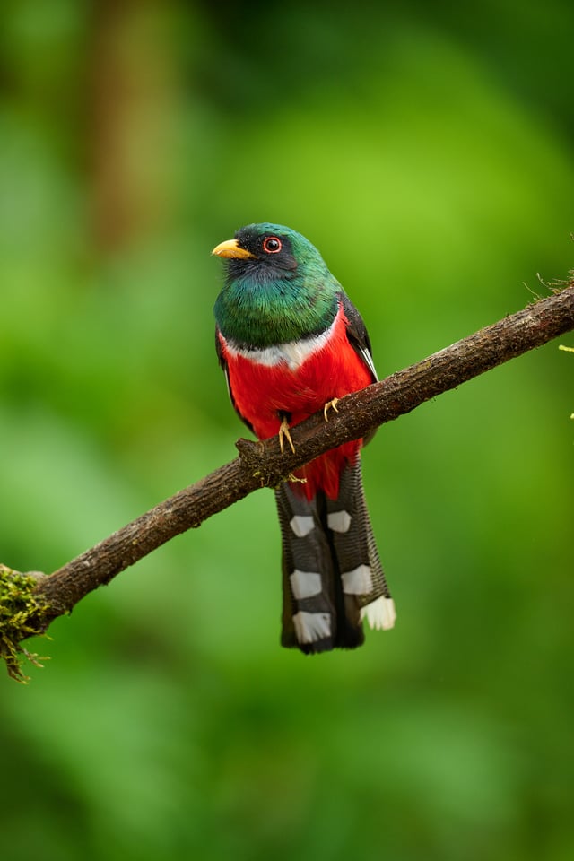 Masked Trogon_Trogon personatus_F4_DSC4295