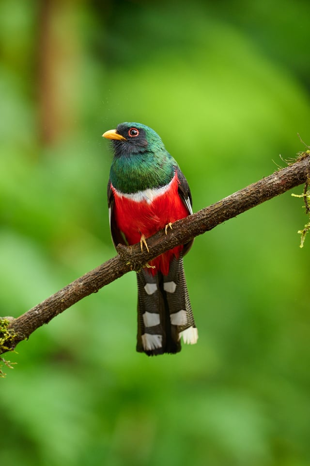 Masked Trogon_Trogon personatus_F5,6_DSC4358