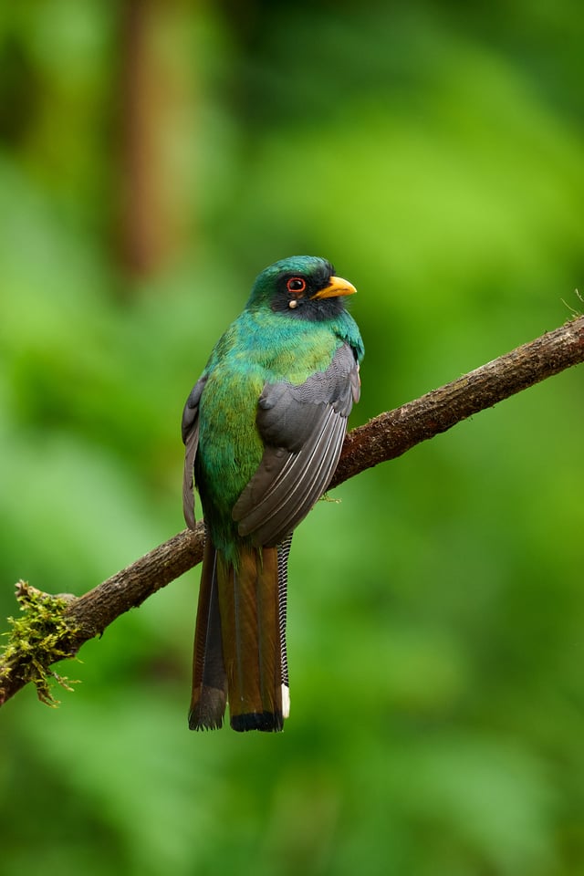 Masked Trogon_Trogon personatus_F6,3_DSC4372