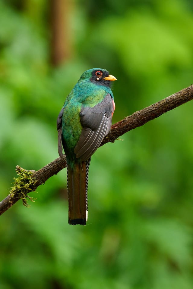 Masked Trogon_Trogon personatus_F8_DSC4191