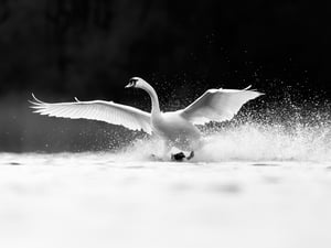 Mute Swan_Cygnus olor_Czech Republic_OM-1 II