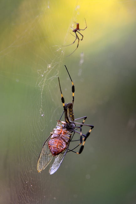 Nephila_Spider_Costa Rica