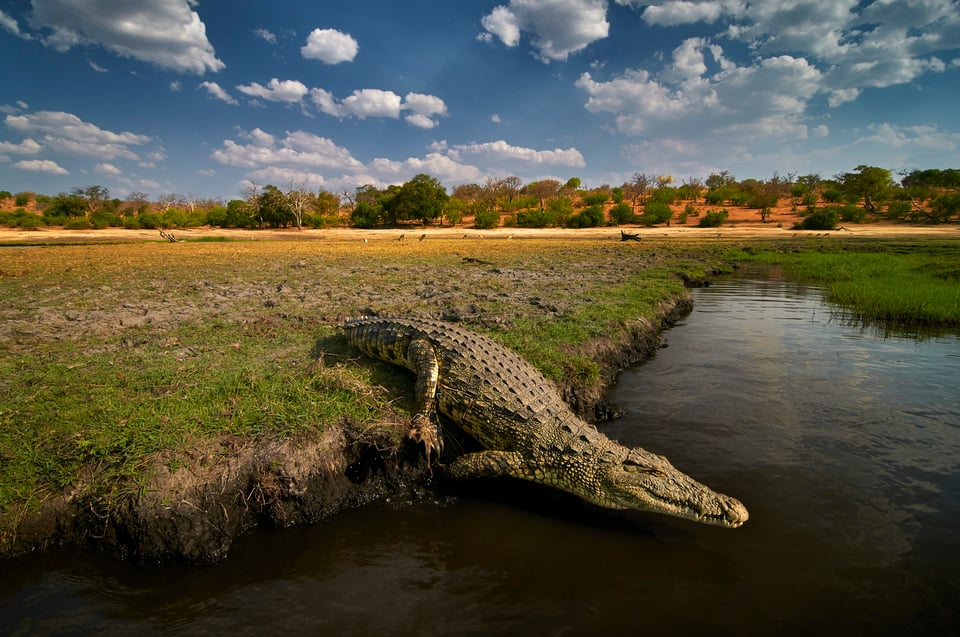 Nile Crocodile_Botswana_wide angle