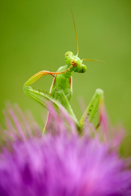 Praying Mantis_Czech Republic