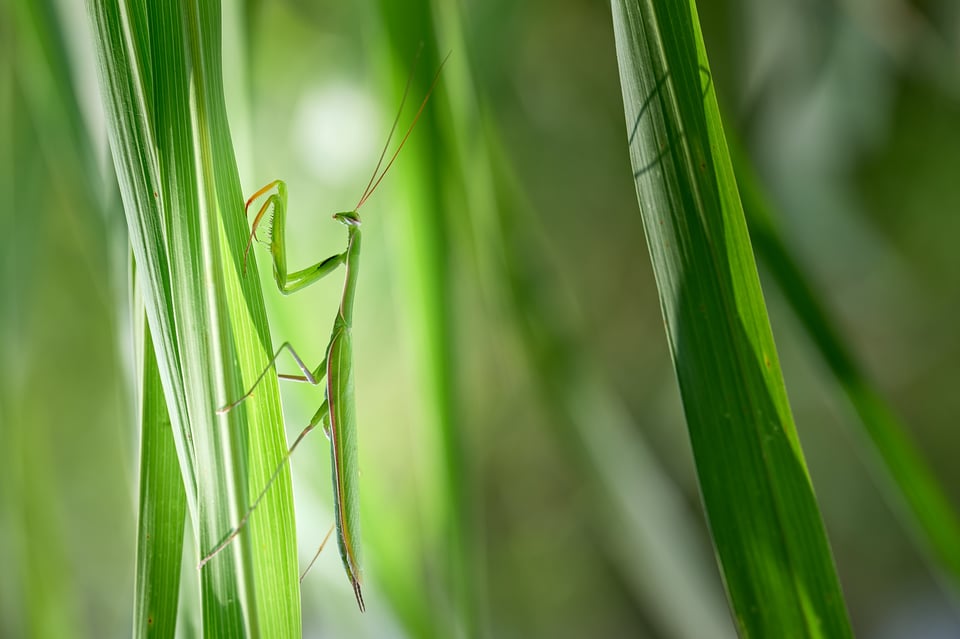 Praying mantis