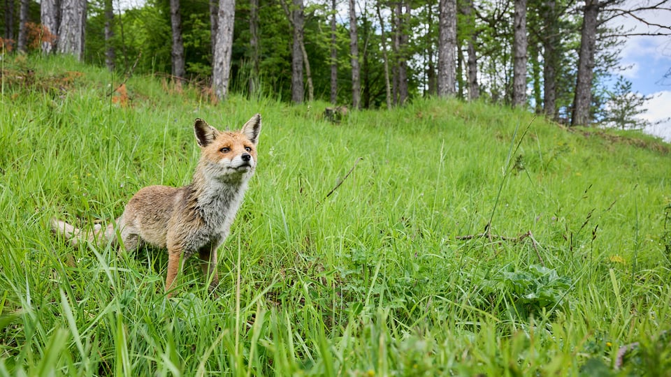 Red Fox wideangle