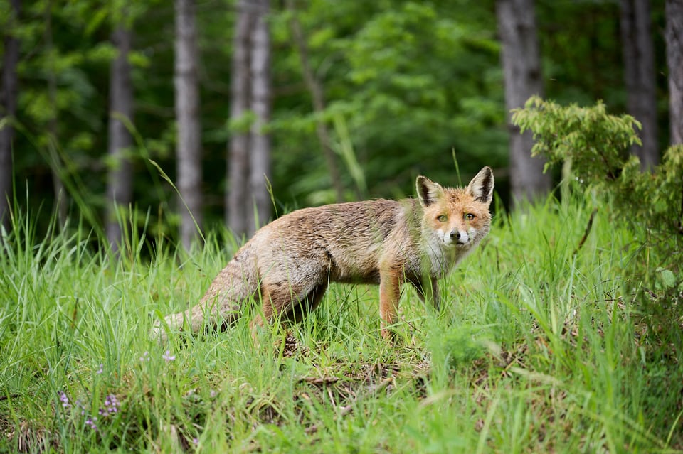 Red Fox