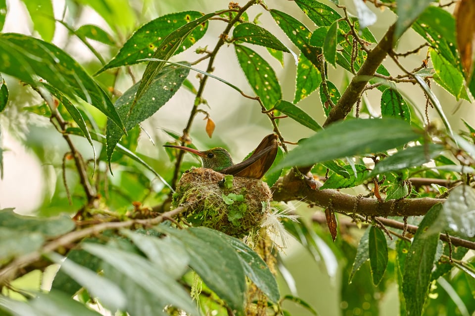 Rufous-tailed Hummingbird_Amazilia tzacatl_F11_LVP1806