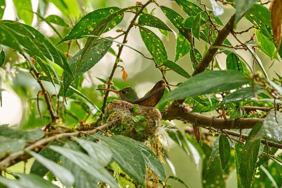 Rufous-tailed Hummingbird_Amazilia tzacatl_F16_LVP1811