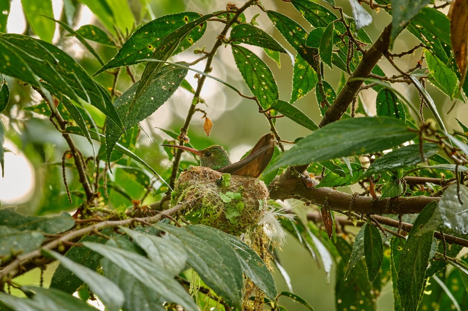 Rufous-tailed Hummingbird_Amazilia tzacatl_F22_Edited_LVP1814-NEF