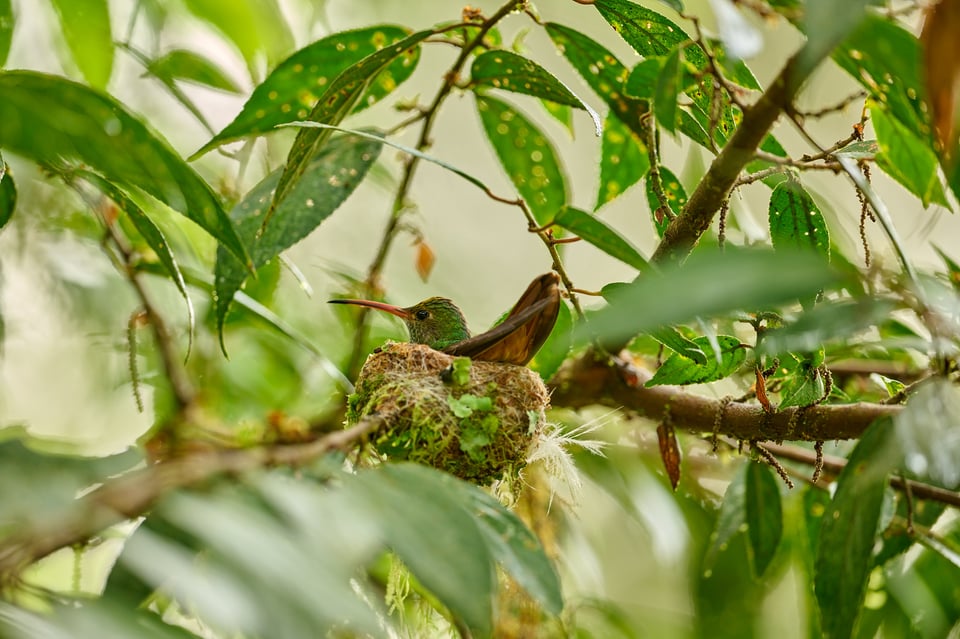 Rufous-tailed Hummingbird_Amazilia tzacatl_F4_LVP1799