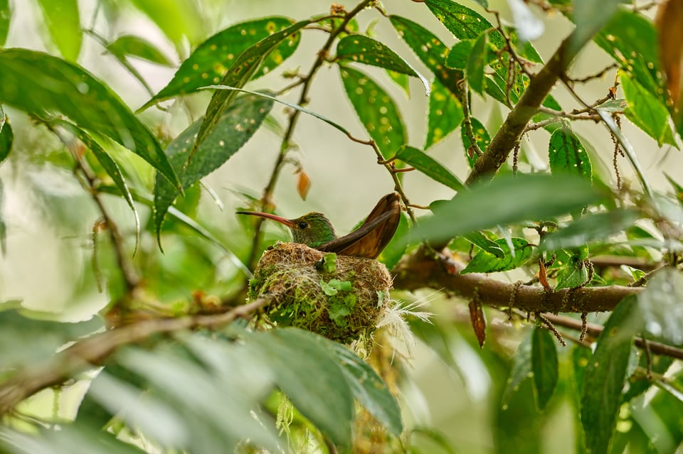 Rufous-tailed Hummingbird_Amazilia tzacatl_F5,6_LVP1802