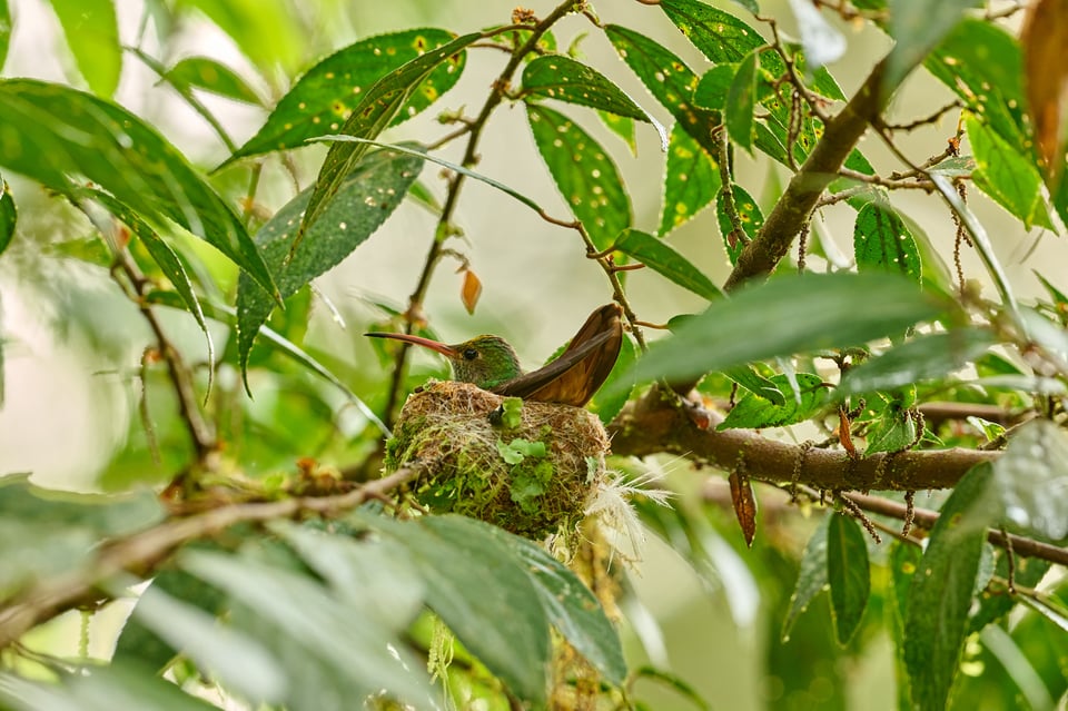 Rufous-tailed Hummingbird_Amazilia tzacatl_F8_LVP1803