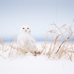 Snowy Owl