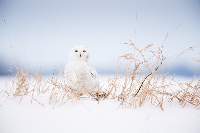 Wildlife Photography at Eye Level