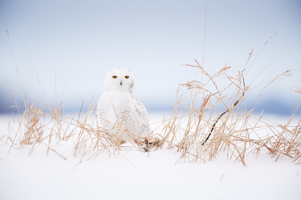 Snowy Owl