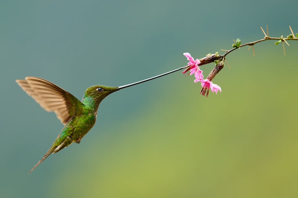 Sword-billed Hummingbird_Ensifera ensifera-Ecuador