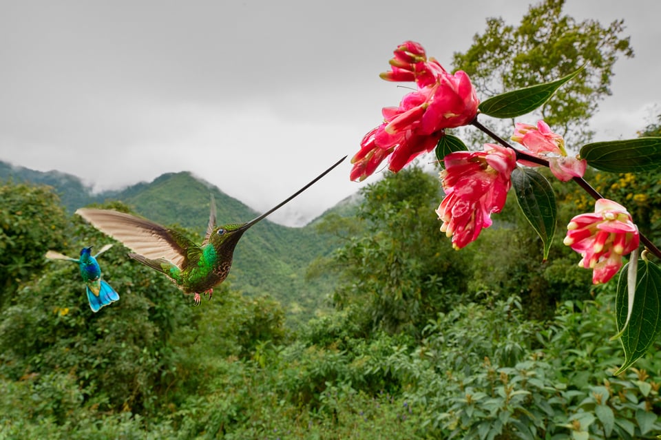 Sword-billed hummingbird_Ecuador_wide angle