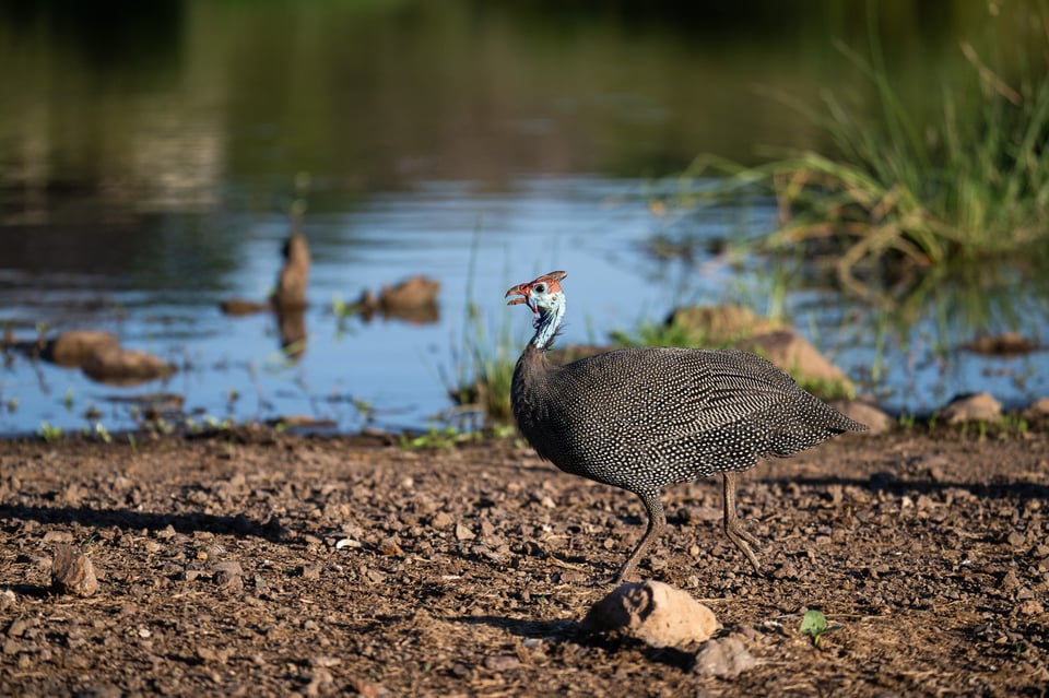 Tamron 150-500mm f5-6.7 Review Sample-00003