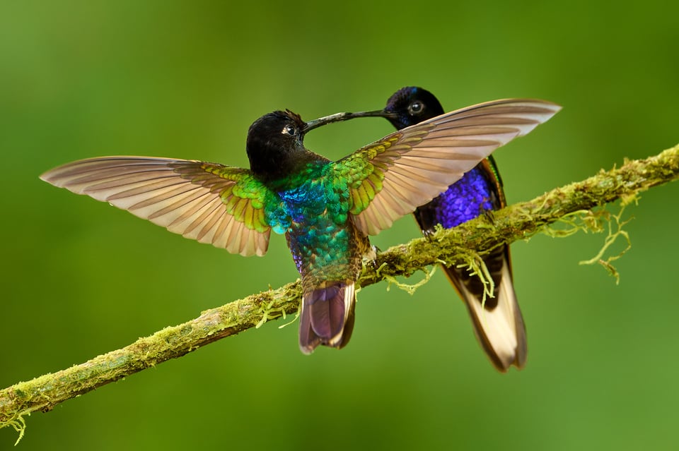 Velvet-purple Coronet_Ecuador