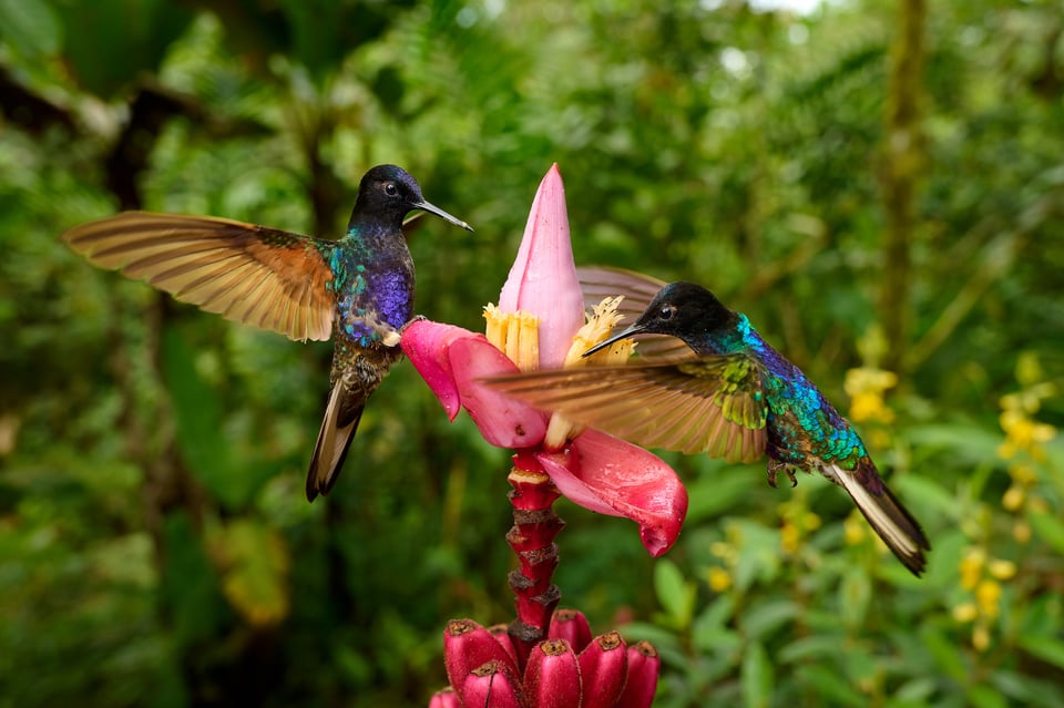 Velvet-purple Coronet_Ecuador_wide angle