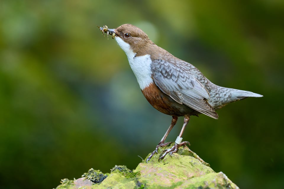 White-throated Dipper_Cinclus cinclus_Nikon D500_DSC4547-NEF