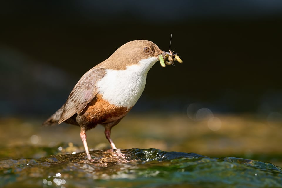 White-throated Dipper_Cinclus cinclus_Nikon D500_DSC5196-NEF