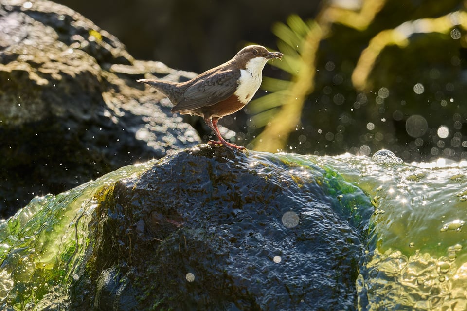 White-throated Dipper_Cinclus cinclus_Nikon D500_DSC5254-NEF