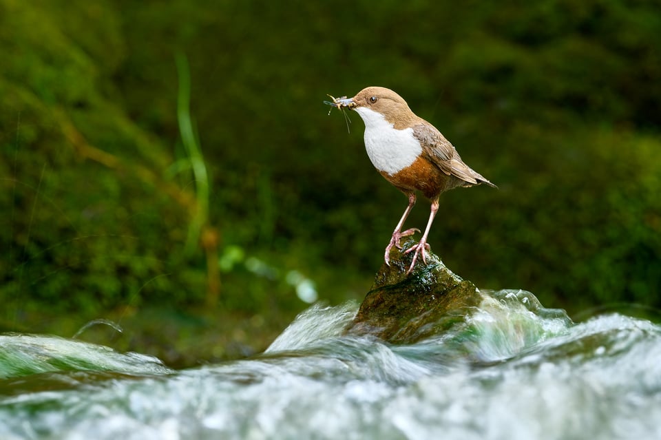 White-throated Dipper_Cinclus cinclus_Nikon D500_DSC5991-NEF