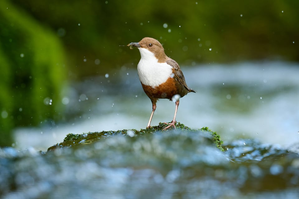 White-throated Dipper_Cinclus cinclus_Nikon D500_LVP4237-NEF