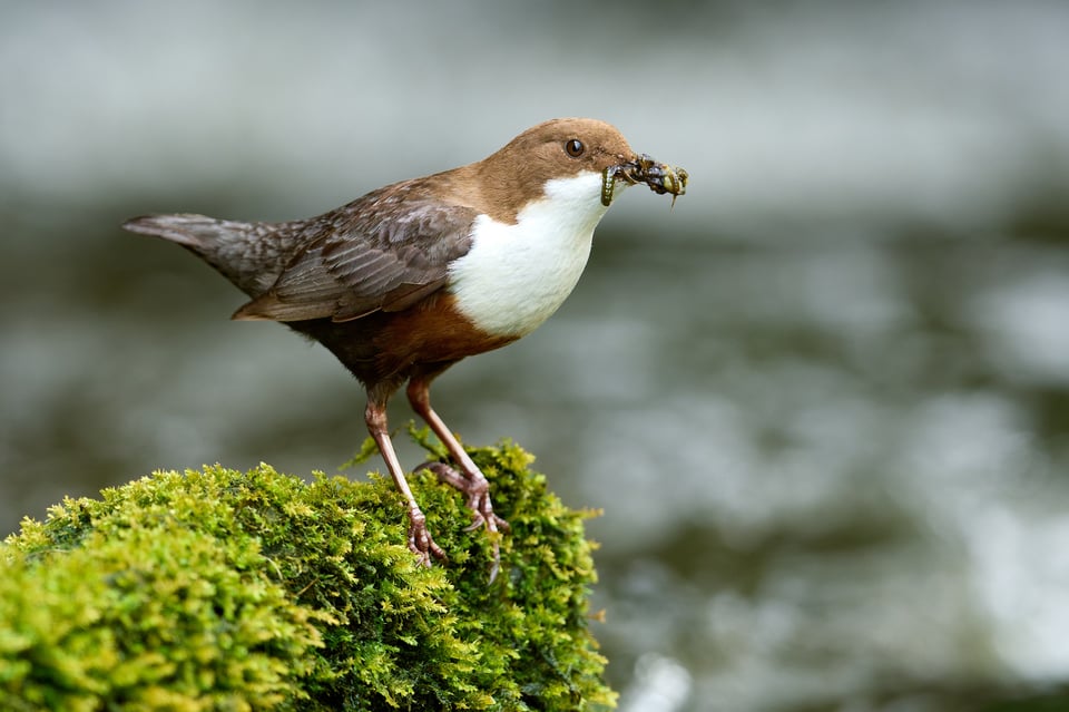 White-throated Dipper_Cinclus cinclus_Nikon D500_LVP6107-NEF