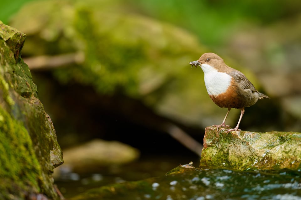White-throated-Dipper_Cinclus-cinclus_Nikon-D850