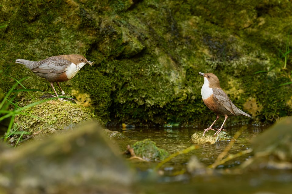 White-throated-Dipper_Cinclus-cinclus_Nikon-D850