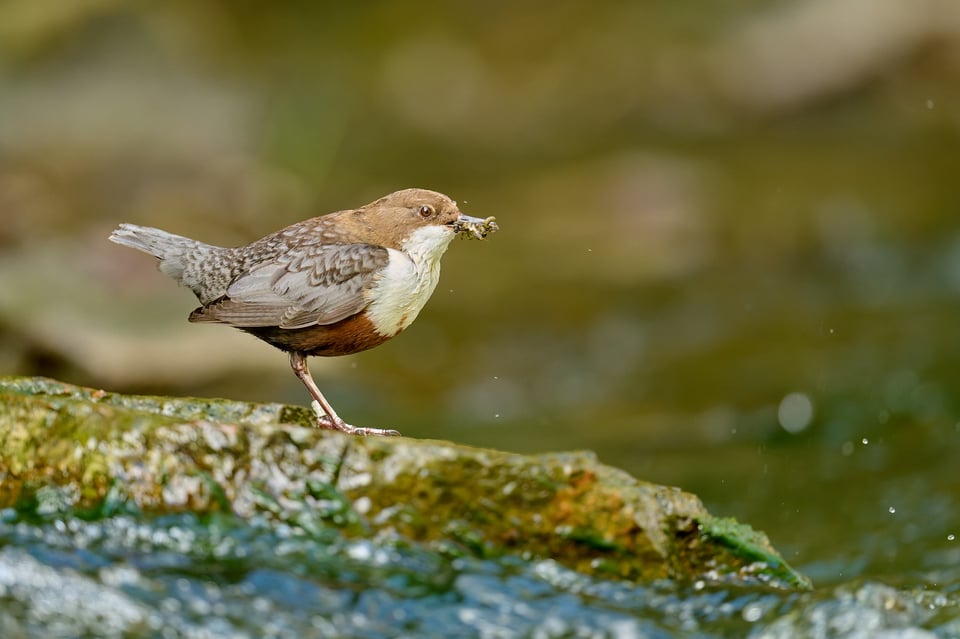 White-throated-Dipper_Cinclus-cinclus_Nikon-D850