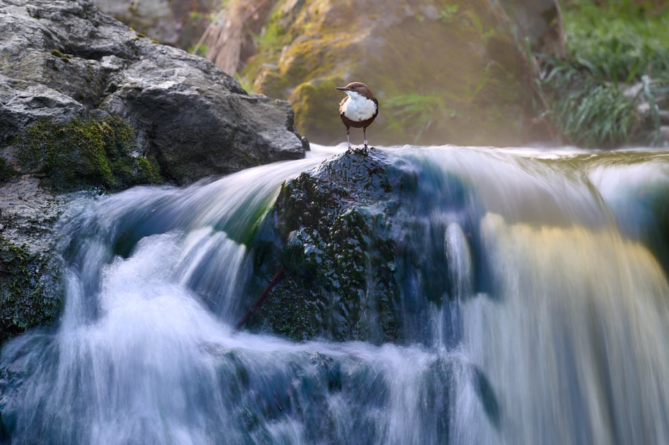 White-throated Dipper_Cinclus cinclus_Nikon Z9_LVP9038-NEF