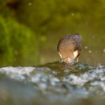 White-throated Dipper_Cinclus cinclus_OM SYSTEM OM-1 Mark IIP1014230-ORF