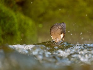 White-throated Dipper_Cinclus cinclus_OM SYSTEM OM-1 Mark IIP1014230-ORF