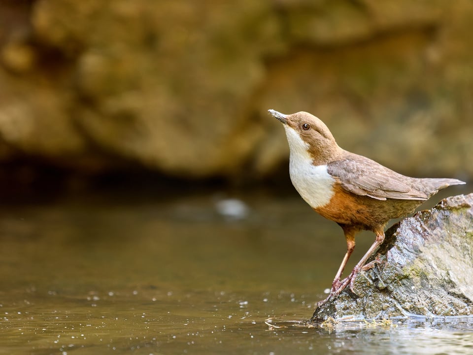White-throated Dipper_Cinclus cinclus_OM SYSTEM OM-1 Mark IIP1016707-ORF