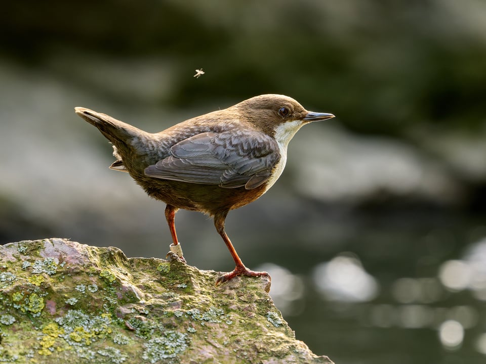 White-throated Dipper_Cinclus cinclus_OM SYSTEM OM-1 Mark IIP1018530-ORF