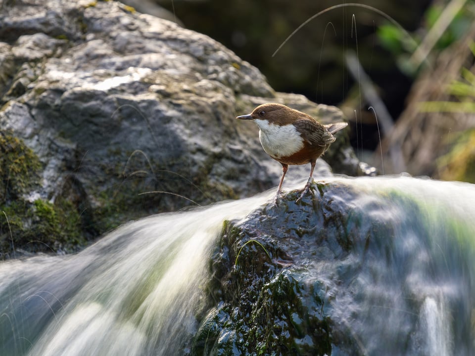 White-throated Dipper_Cinclus cinclus_OM SYSTEM OM-1 Mark IIP1018763-ORF