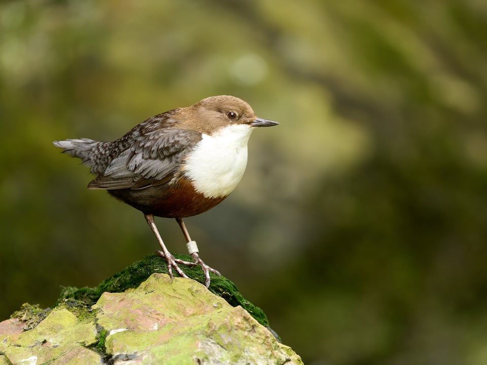 White-throated Dipper_Cinclus cinclus_OM SYSTEM OM-1 Mark IIP1018966-ORF