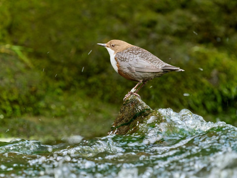 White-throated Dipper_Cinclus cinclus_OM SYSTEM OM-1 Mark IIP1019018-ORF