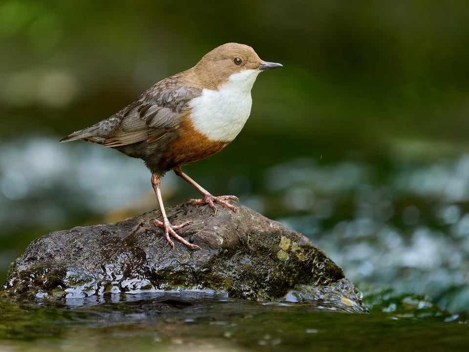 White-throated Dipper_Cinclus cinclus_OM SYSTEM OM-1 Mark IIP1019165-ORF