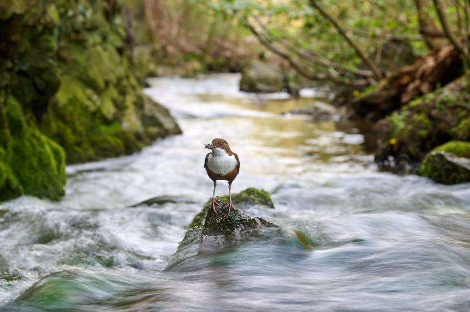 White-throated Dipper_Czech Republic_wide angle