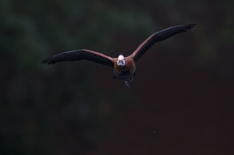 WhiteFacedWhistlingDuck_Flying_Straight_Jason_Polak