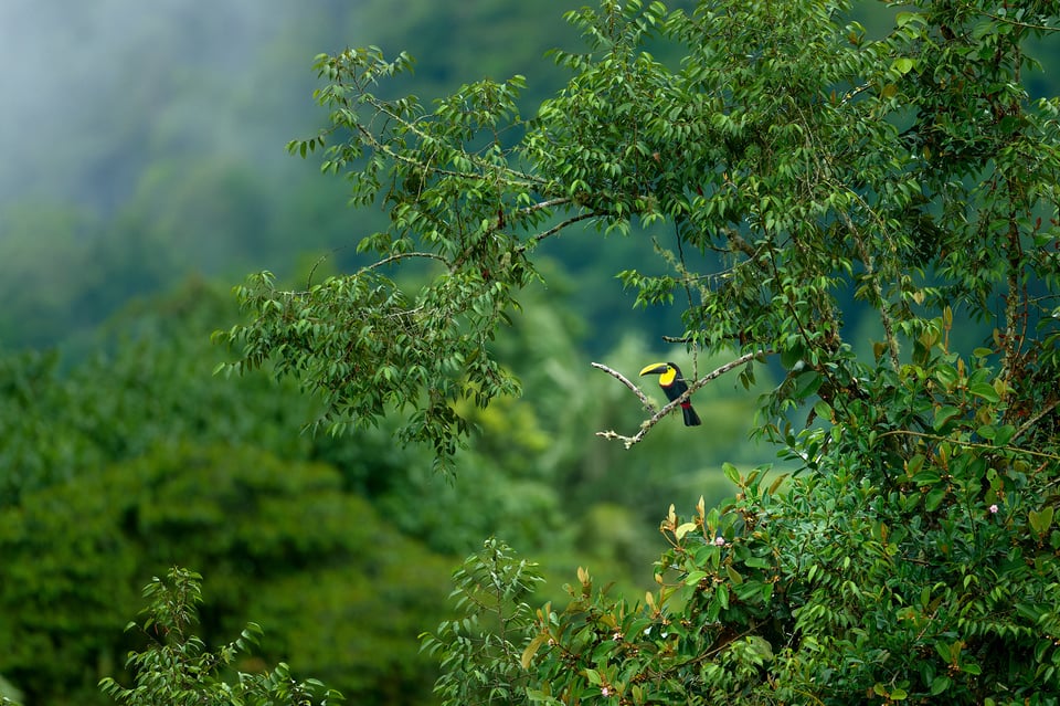 Yellow-throated Toucan_Ecuador