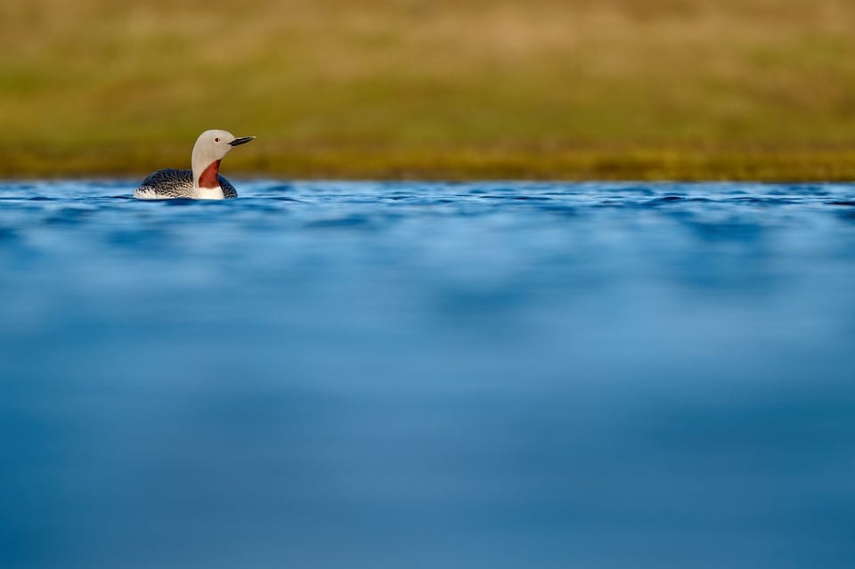 red throated diver