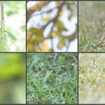 thumbnail-green_samples_polak