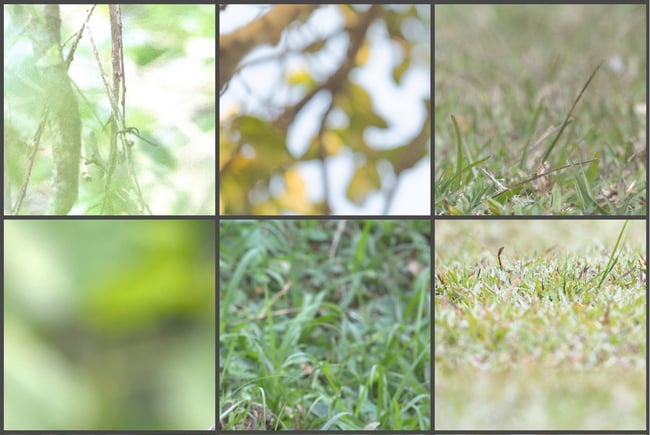 How to Work with Plants in Wildlife Photography