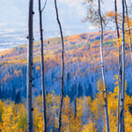 8x10 colorful aspens